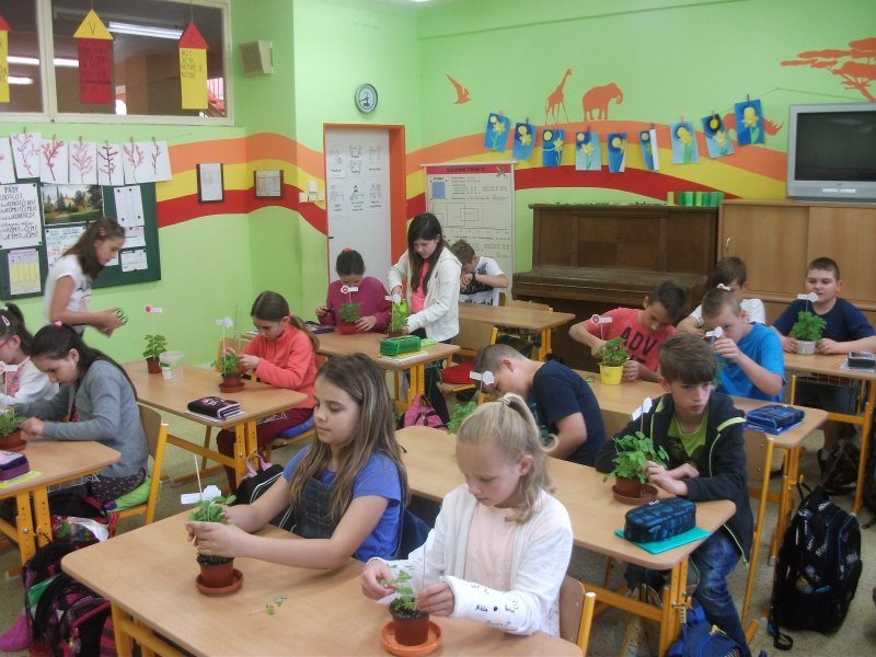 Adoptuj si svou jahůdku