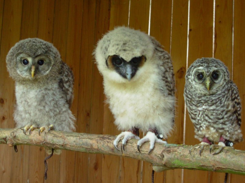 Zvířata ze Záchranné stanice Ikaros z Pelhřimova