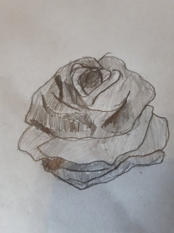 Distanční "výtvarka" - kresba tužkou - detail oka, růže - 8. ročník
