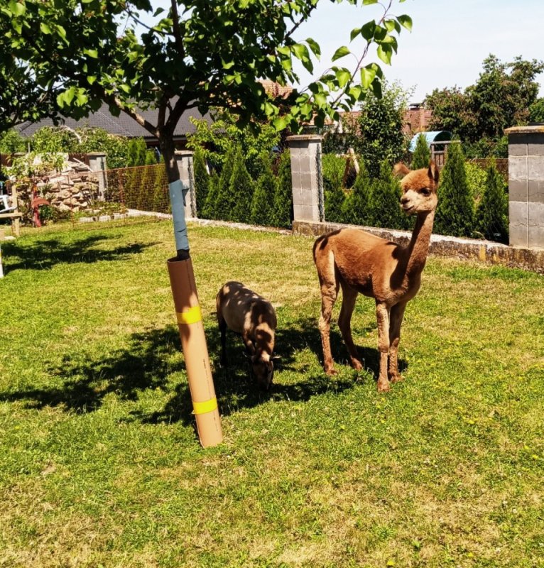 Třída 6.C - Výlet za "Lamou"